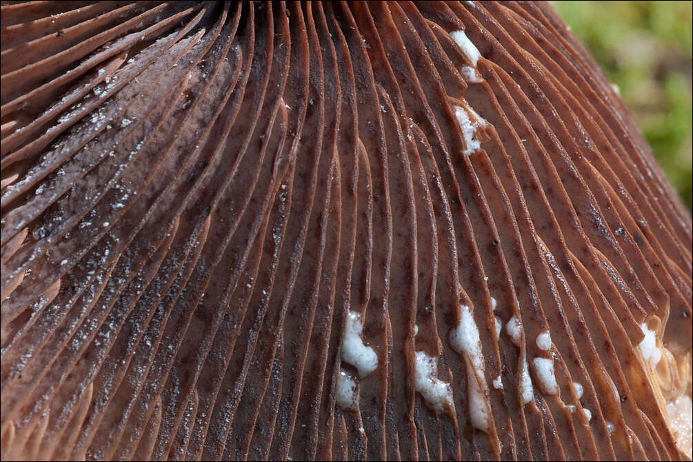 Image of Milk Cap Mushrooms