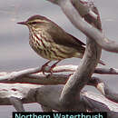 Image of Northern Waterthrush