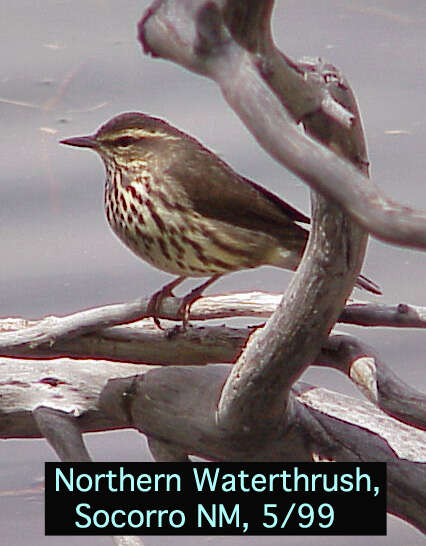 Image of waterthrush