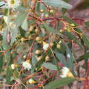 Image of Eucalyptus leucoxylon subsp. connata K. Rule
