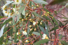 Image de Eucalyptus leucoxylon subsp. connata K. Rule