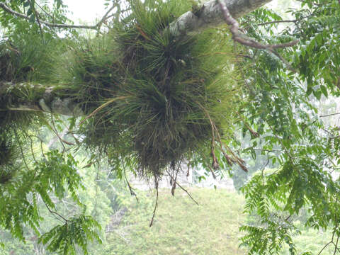 Image of Magnoliophyta