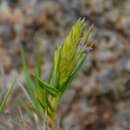 Plancia ëd Distichlis distichophylla (Labill.) Fassett