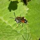 Image of Andrena labiata Fabricius 1781