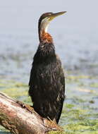 Image of anhingas and darters