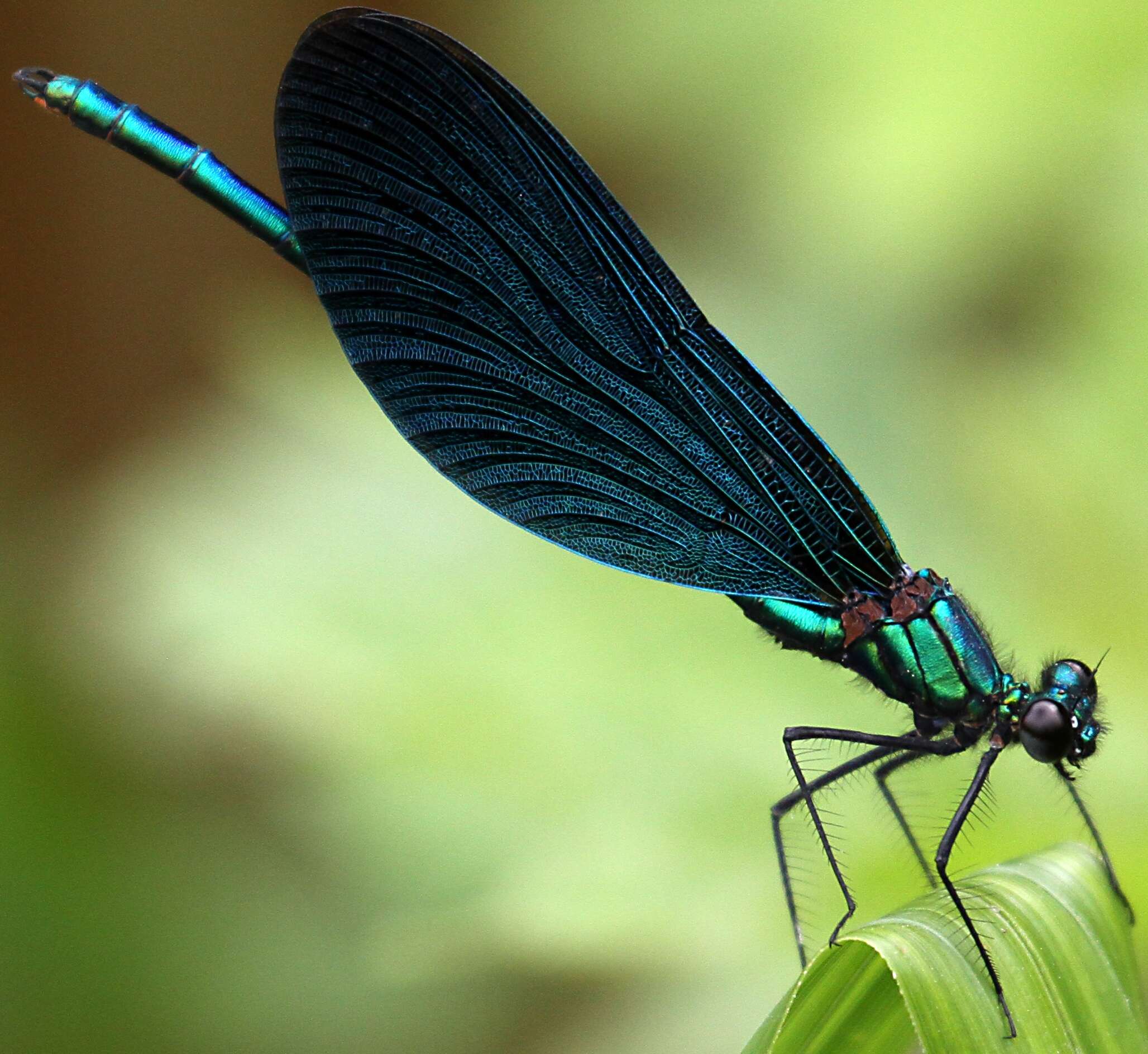 Image of Beautiful Demoiselle