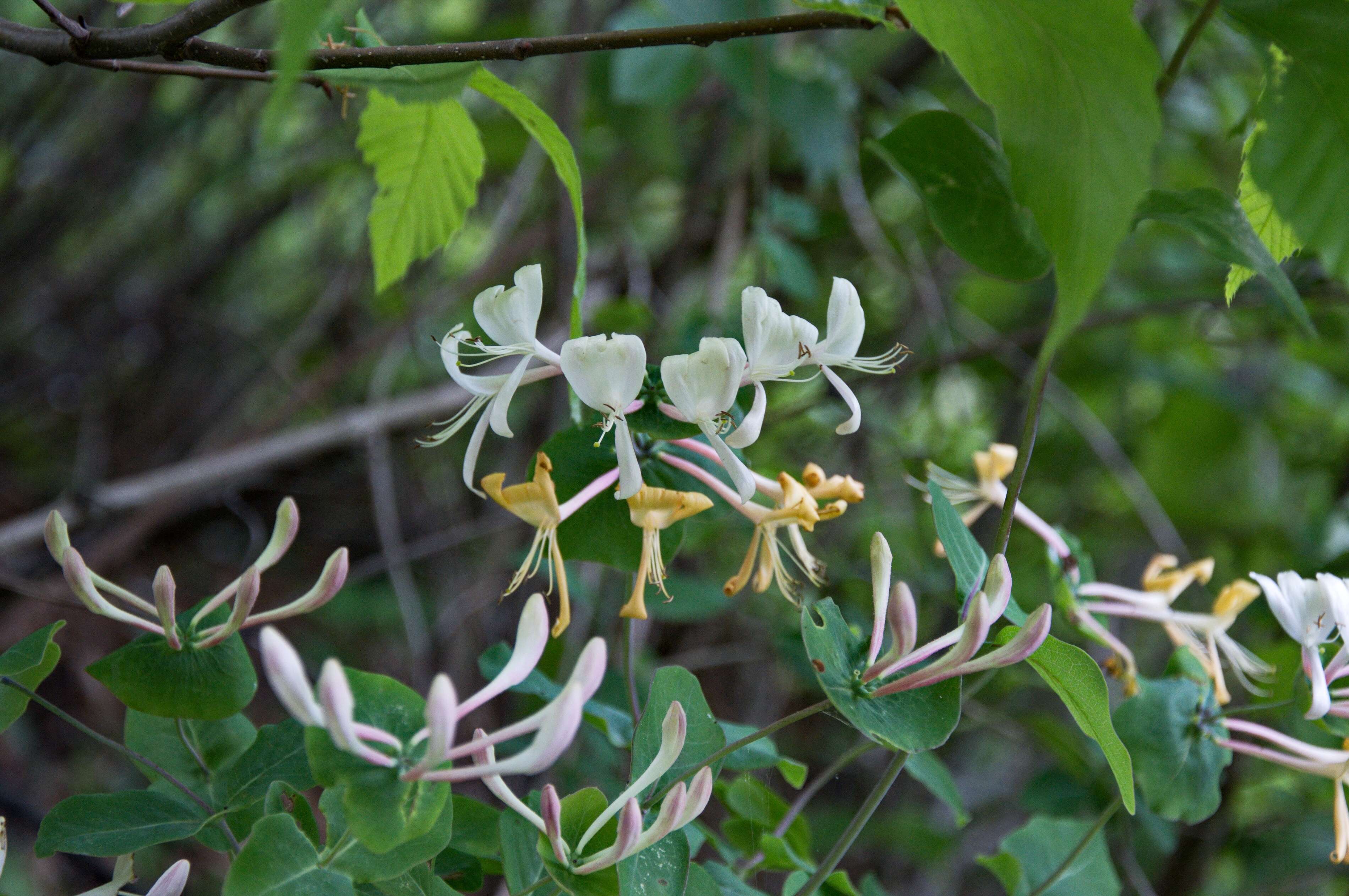 Imagem de Lonicera caprifolium L.