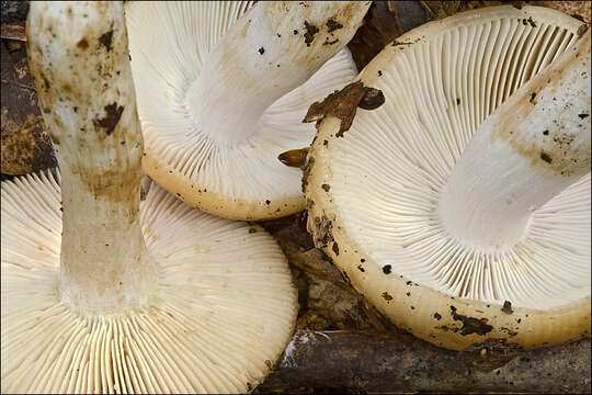 Image of Russula grata Britzelm. 1893