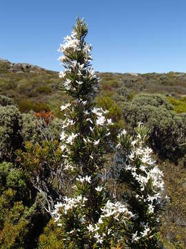 Image of prickly alpine daisybush