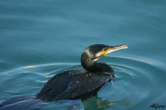 Image of Phalacrocorax Brisson 1760