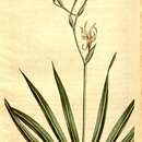 Image of Freesia viridis (Aiton) Goldblatt & J. C. Manning