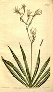 Image of Freesia viridis (Aiton) Goldblatt & J. C. Manning