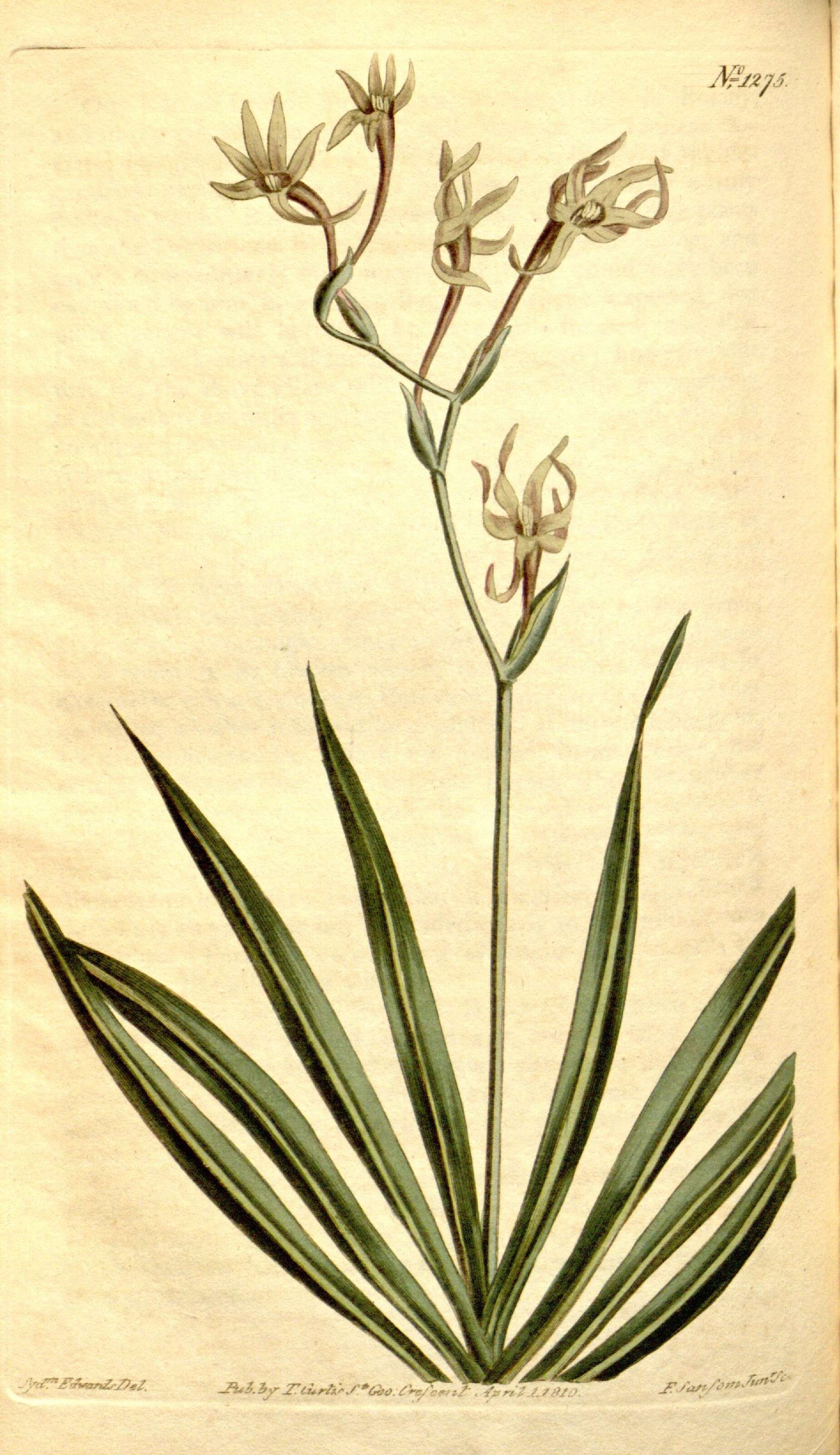 Image of Freesia viridis (Aiton) Goldblatt & J. C. Manning
