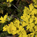 Image of Hibbertia prostrata Hook.