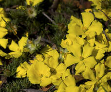 Image of Hibbertia prostrata Hook.