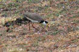 Image of Masked Lapwing