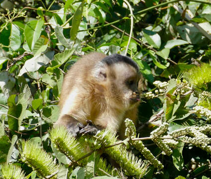 Image of Azaras’s Capuchin