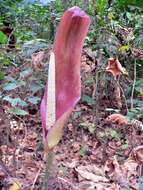 Image of Anchomanes difformis (Blume) Engl.