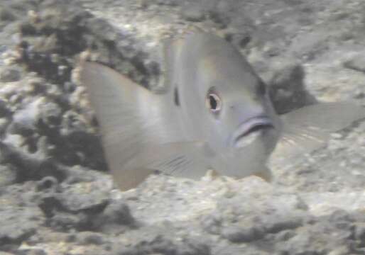 Image of Blackspot snapper