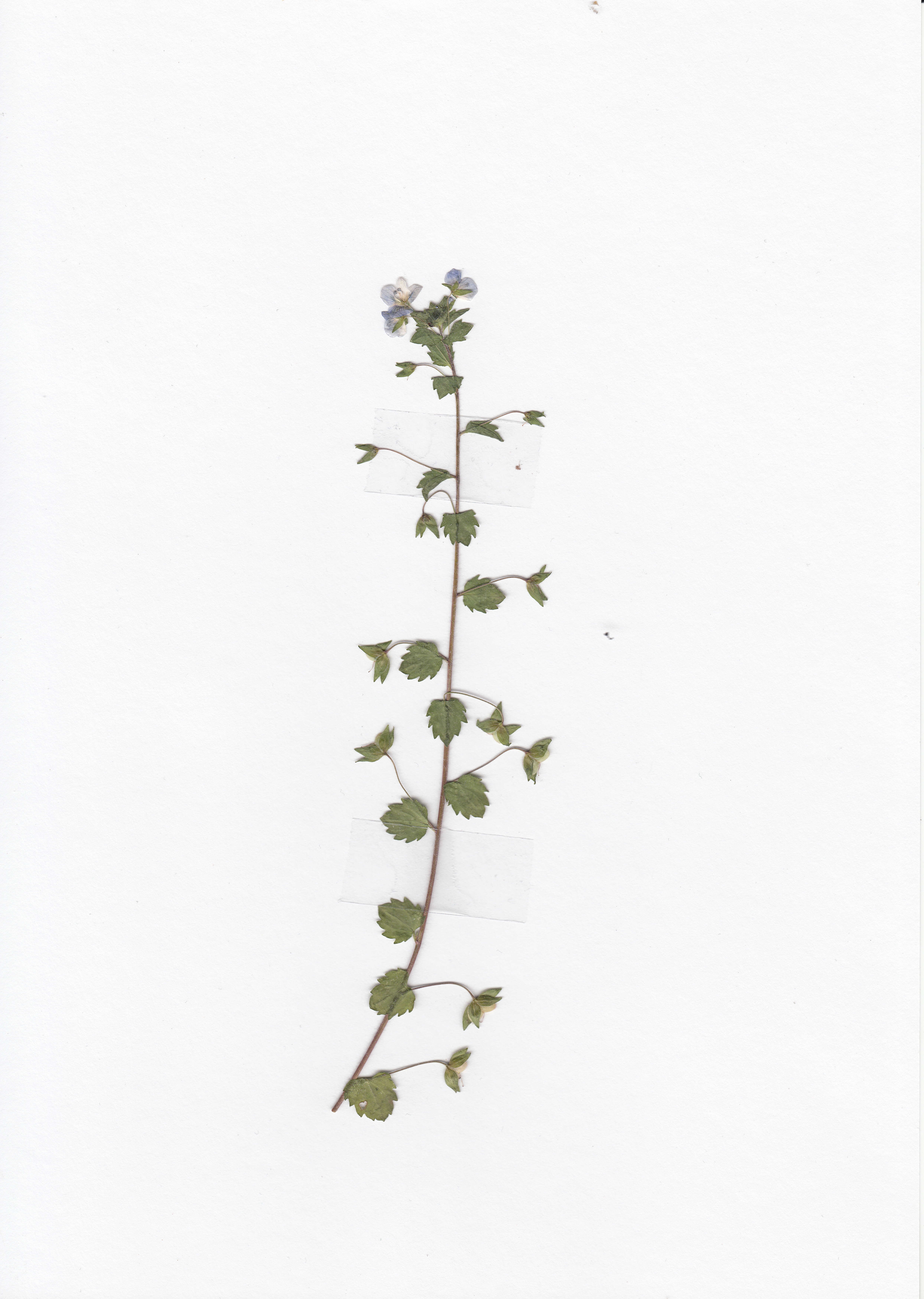 Image of Health Speedwell