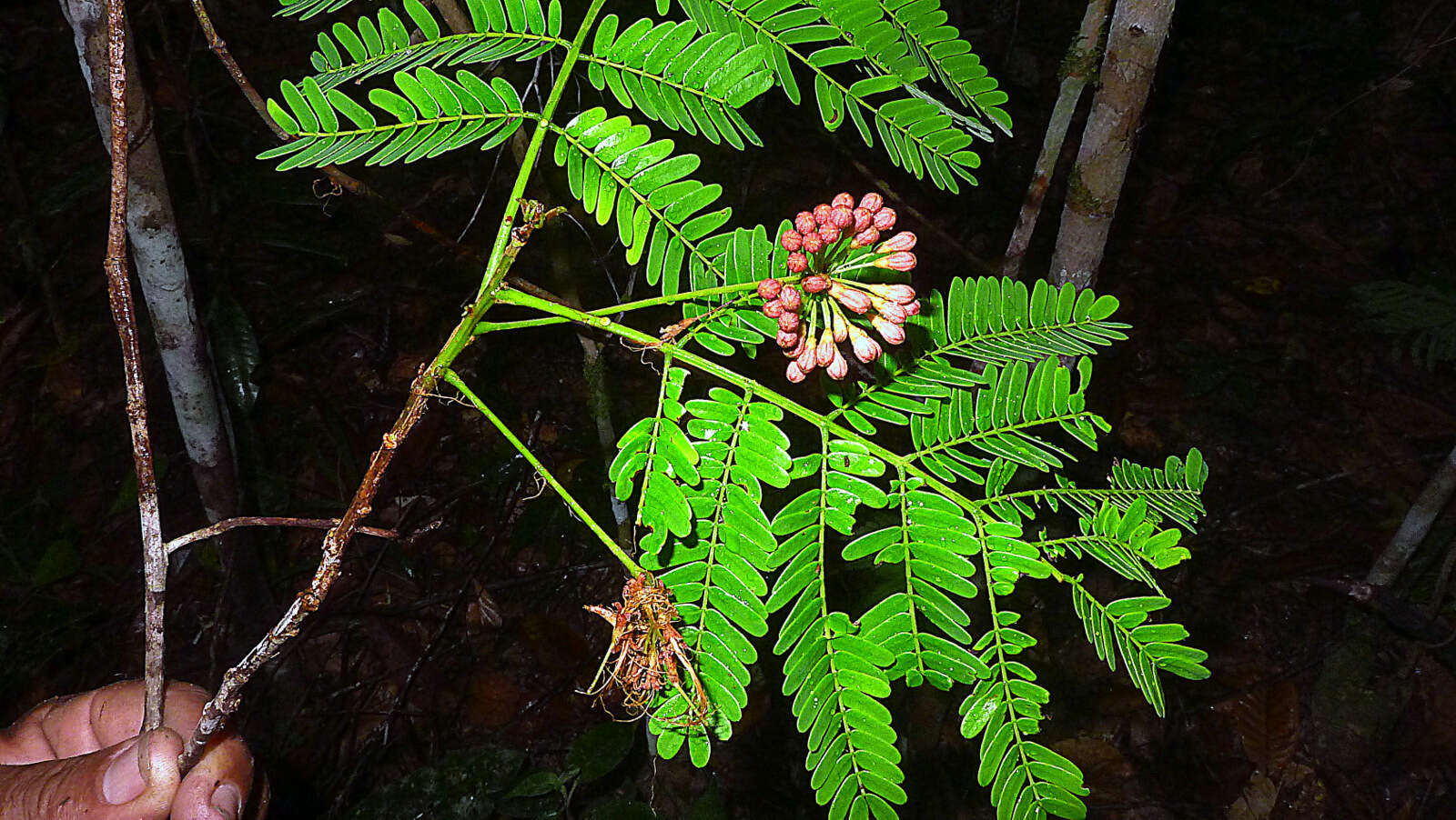 Image of albizia