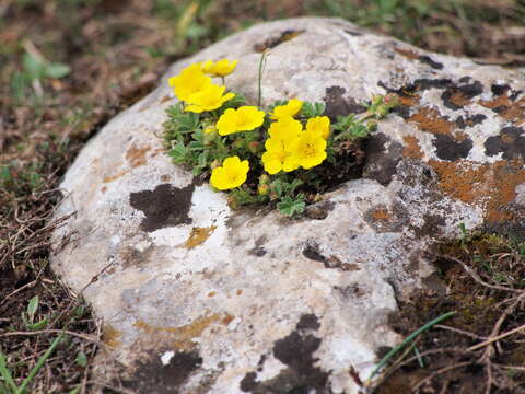 Image of Potentilla incana Gaertn. Mey. & Scherb.