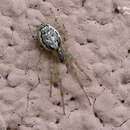Image of Missing Sector Orb Web Spider