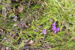 Image of Fringe lily