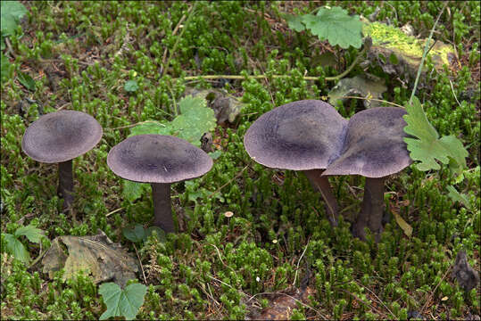 Image of Cortinarius hercynicus (Pers.) M. M. Moser 1967