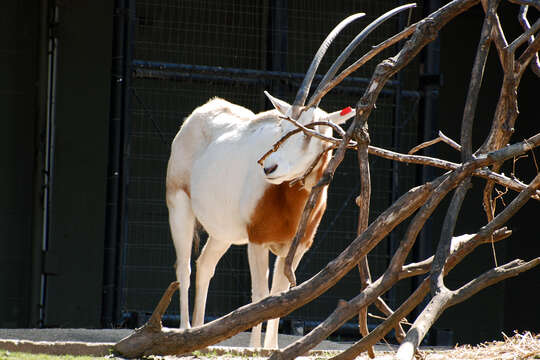 Image of Scimitar-horned Oryx