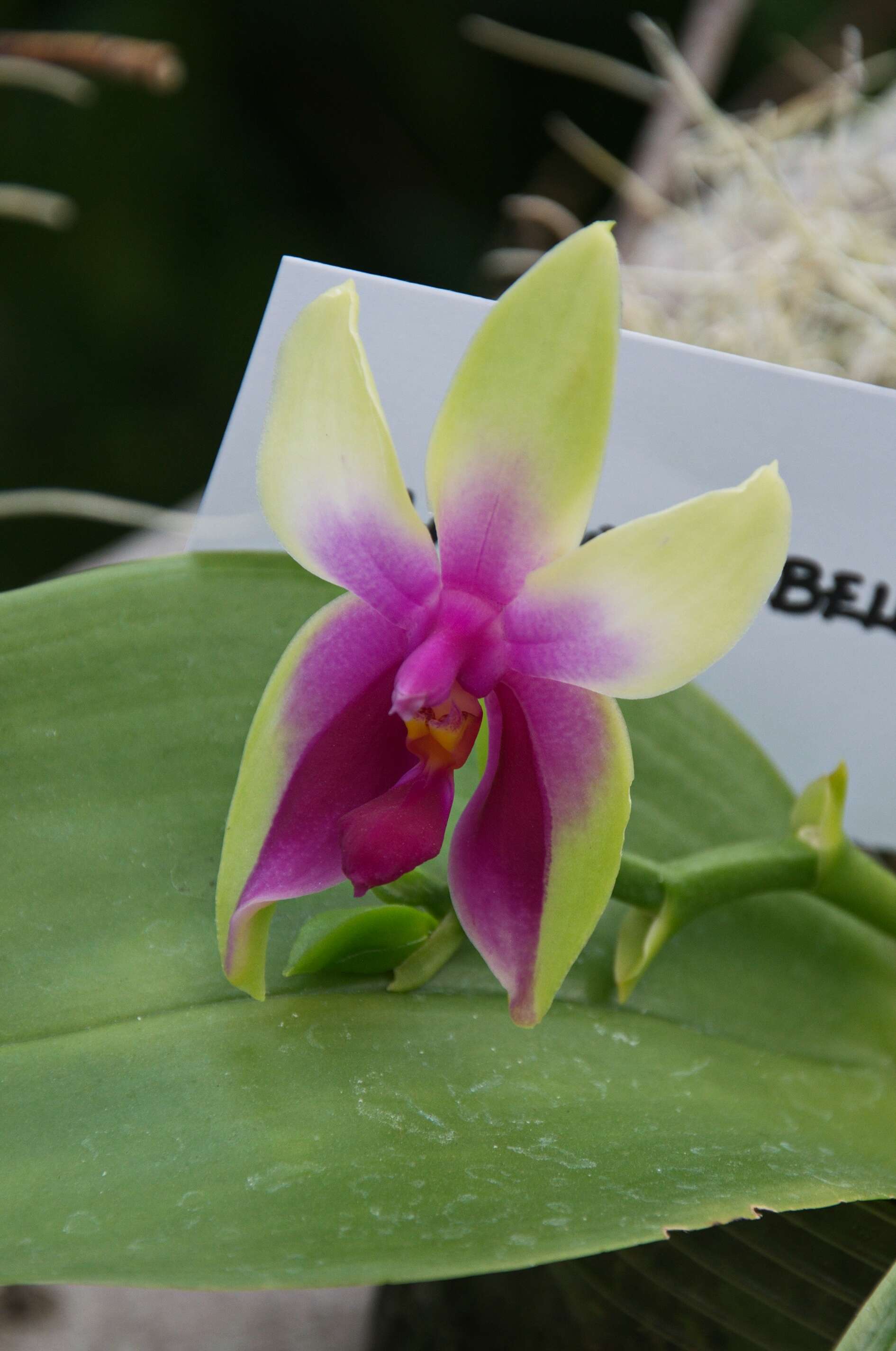 Image of Moth orchids