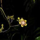 Prestonia longifolia (Sessé & Moç.) J. F. Morales resmi