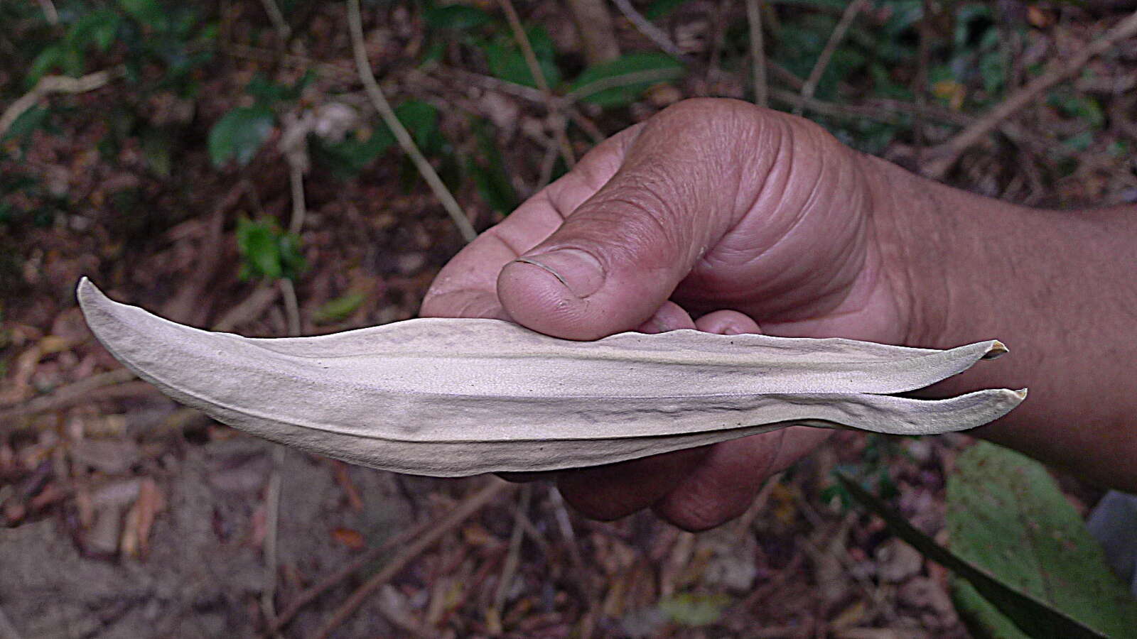 Image of Myrcia obversa (D. Legrand) E. Lucas & C. E. Wilson