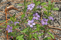 Dyschoriste oblongifolia (Michx.) Kuntze的圖片