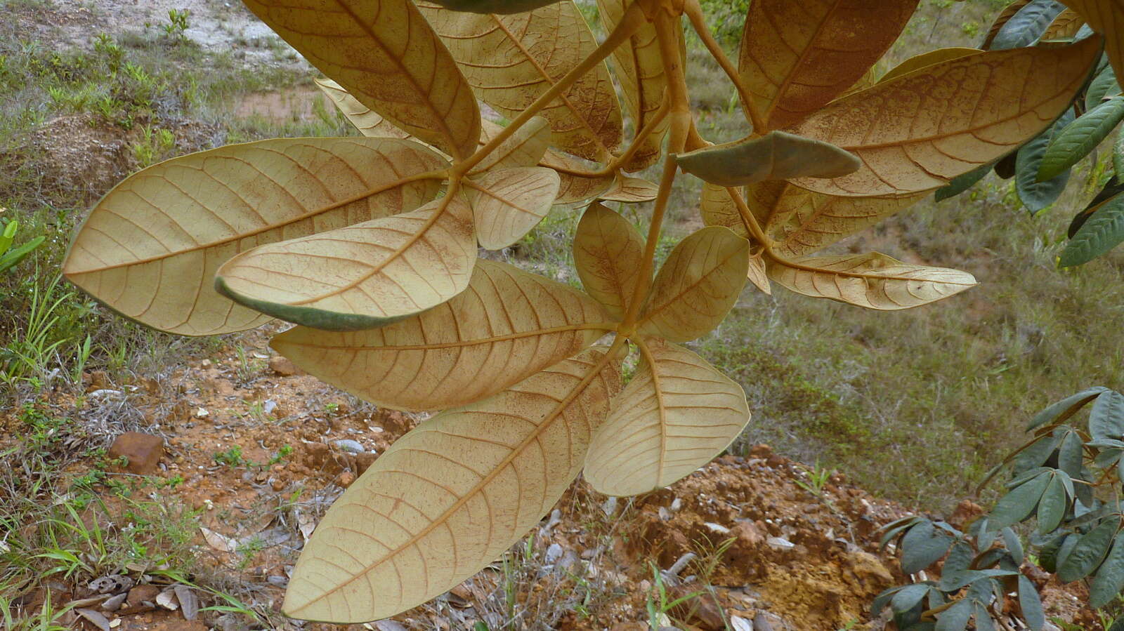 Sivun Vitex hypoleuca Schauer kuva