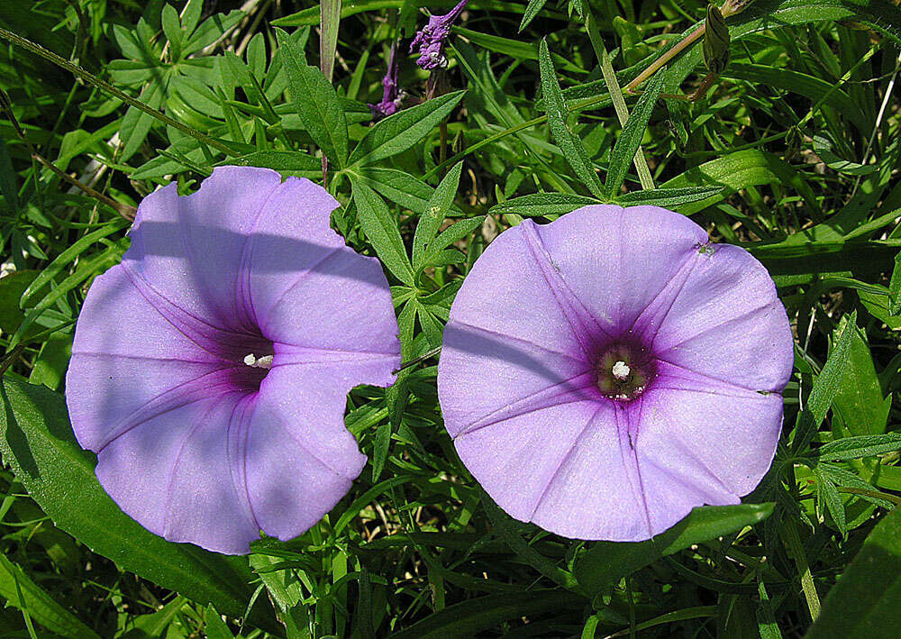 Image of tripleleaf morning-glory