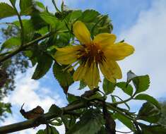 صورة Bidens cosmoides (A. Gray) Sherff