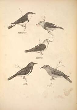 Image of Myzomela Vigors & Horsfield 1827