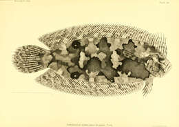 Image of Coralline-red flounder