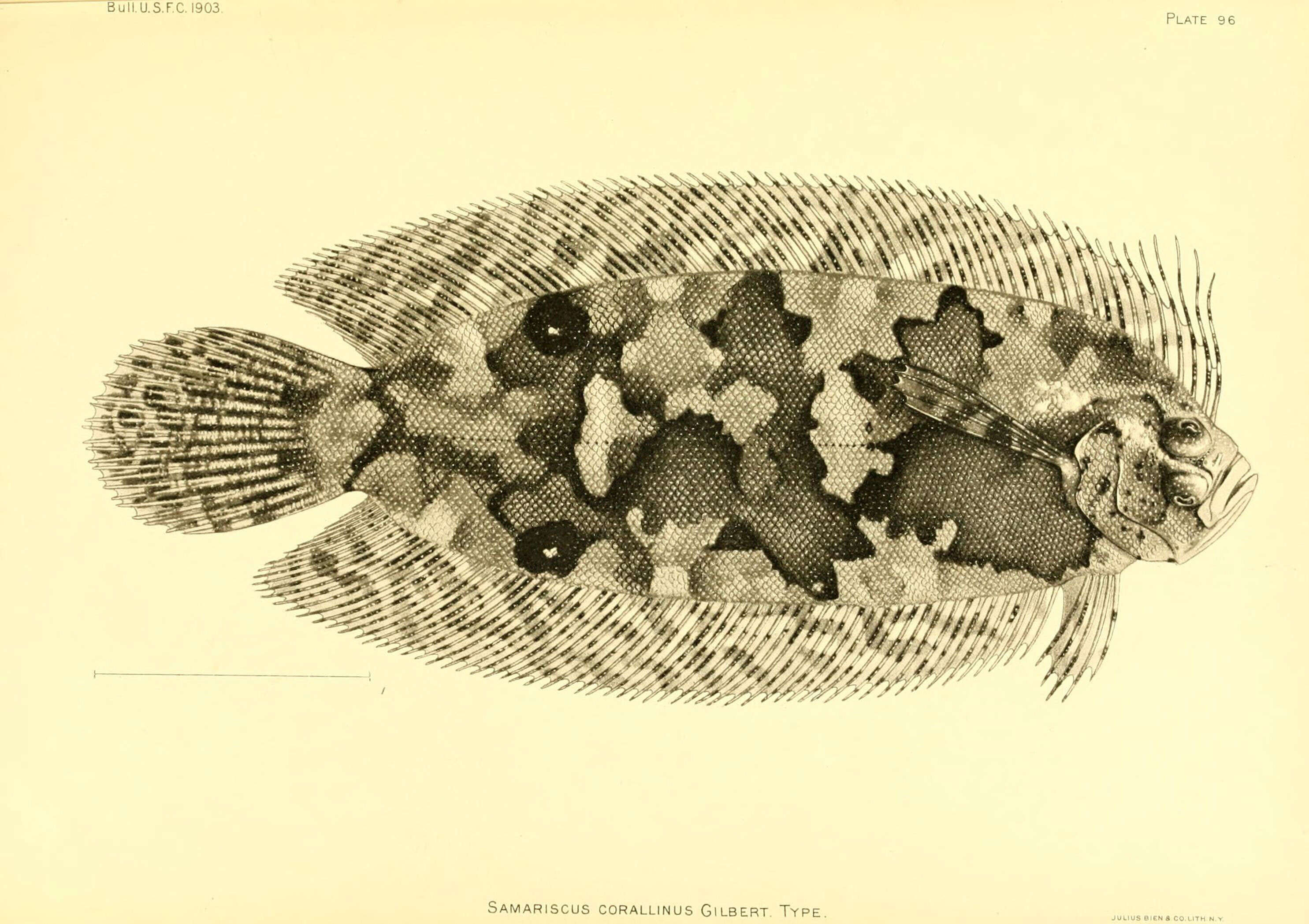 Image of Coralline-red flounder