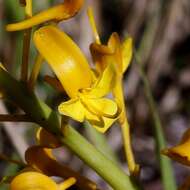 Image of Vochysia pumila Pohl