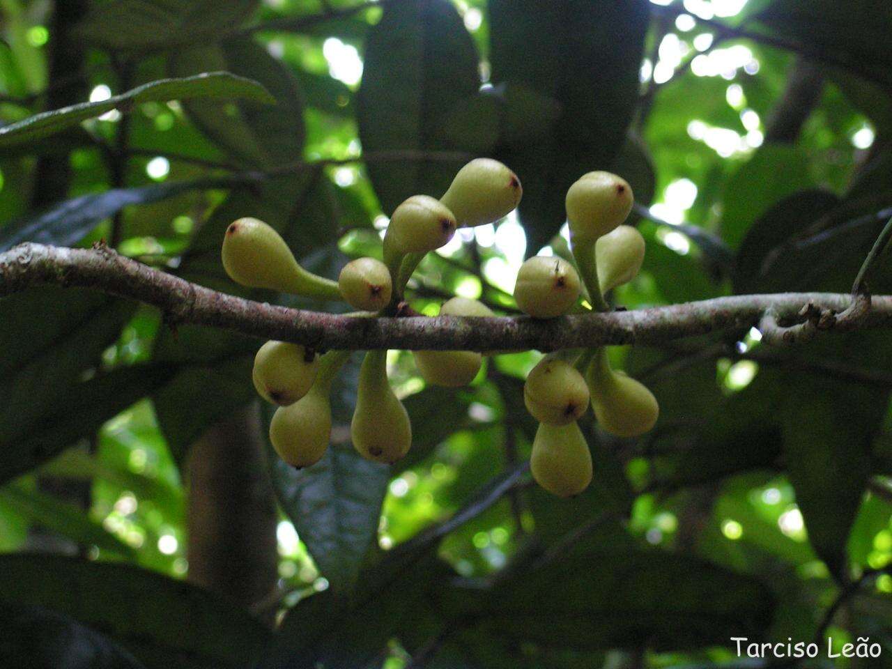 Image of Anaxagorea dolichocarpa Sprague & Sandwith