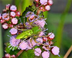 Image of Peucetia