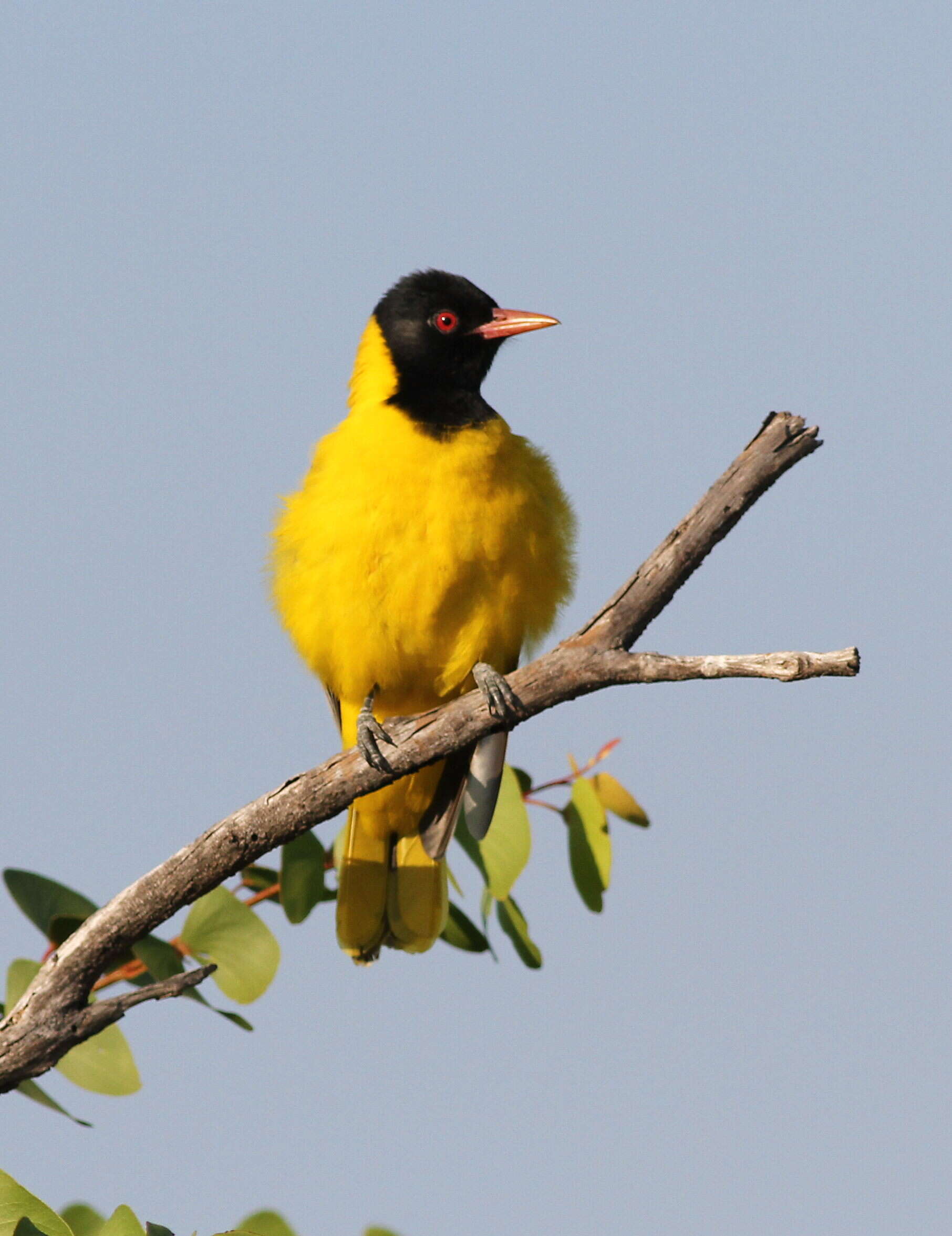 Слика од Oriolus Linnaeus 1766