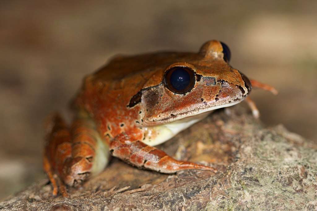 Image of Barred frogs