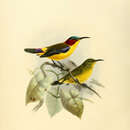 Image of Elegant Sunbird