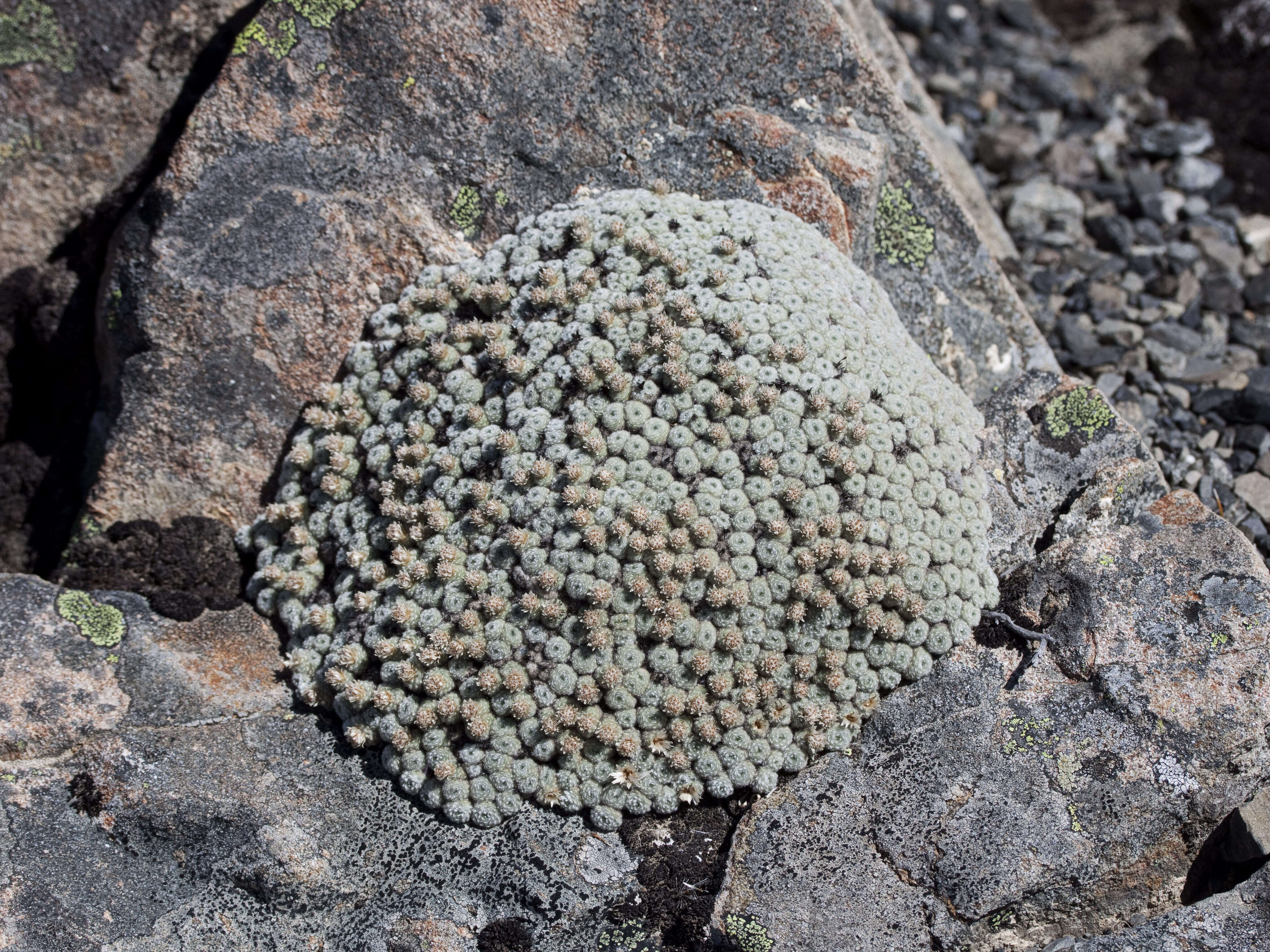 Plancia ëd Psychrophyton rubrum (J. Buch.) Beauv.