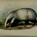 Слика од Arctonyx collaris F. G. Cuvier 1825