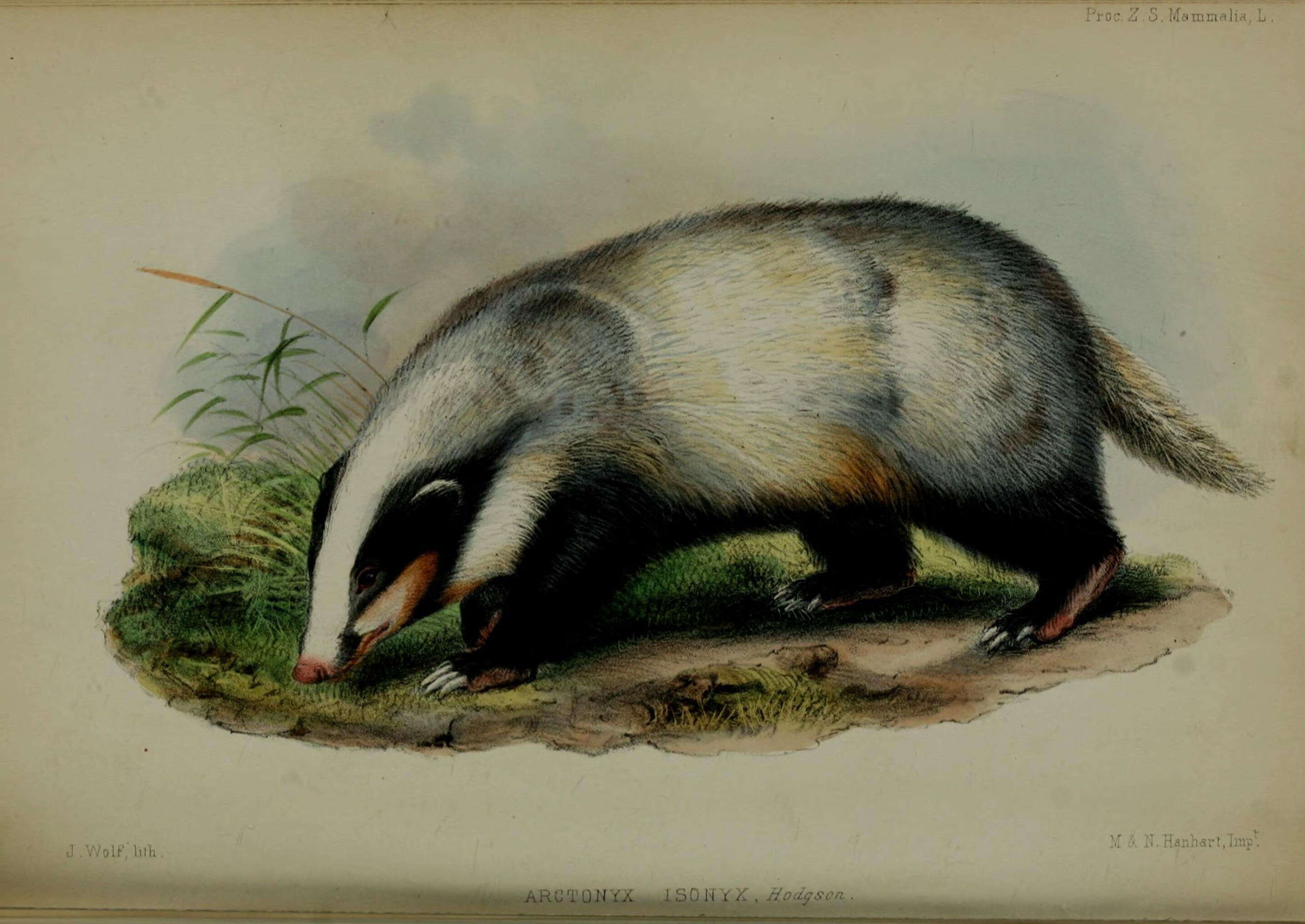Слика од Arctonyx F. G. Cuvier 1825