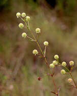 Image of bushmint